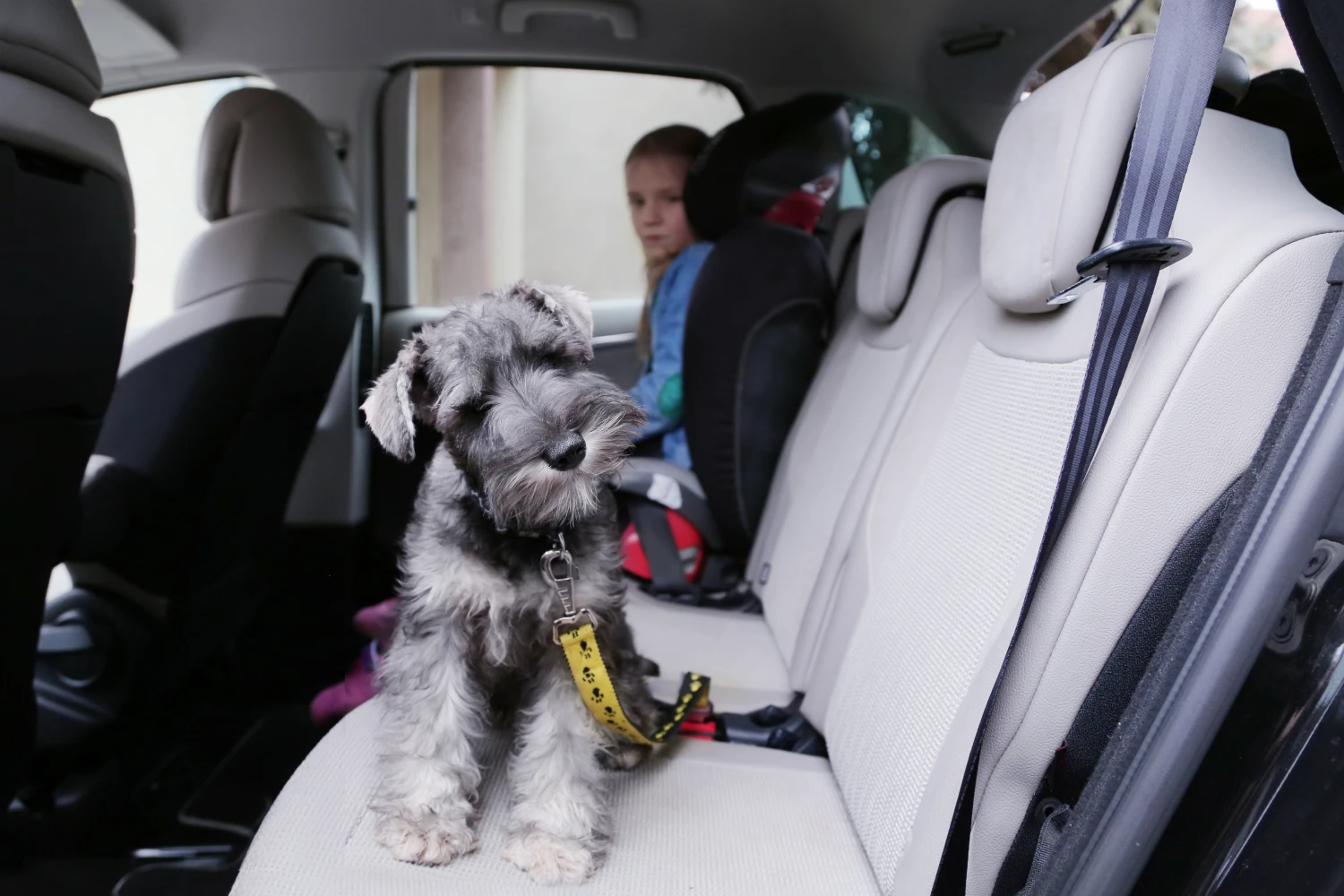 Volkswagen Passat Dog Car Seat Belt for Standard Schnauzers