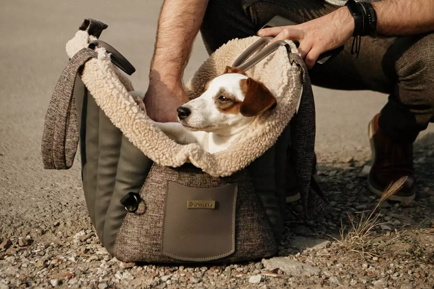 Toyota Tundra Dog Carrier Car Seat for Rat Terrier