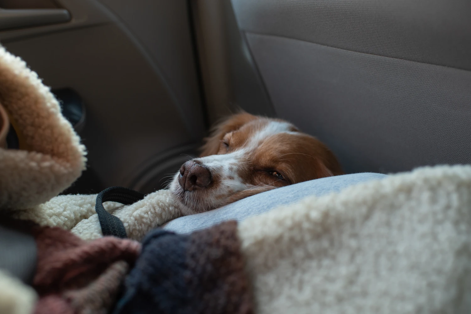 Dodge Durango Dog Car Seat for Welsh Springer Spaniels